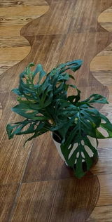 Sonali P. review photo
