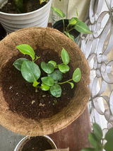 Preeti A. review photo