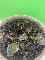 Pratyush K. review photo