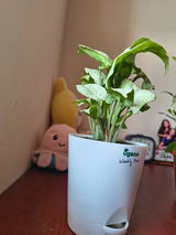 Disha R. review photo