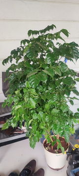 Mahesh D. review photo