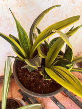 Prashant B. review photo