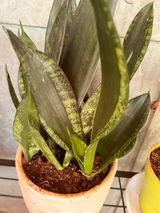 Prashant B. review photo