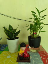 Shivanand S. review photo