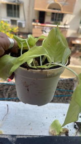 Manpreet K. review photo