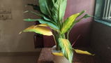 Vaishnoavi s. review photo