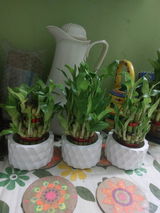 Sujit K. review photo