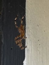Chad review photo