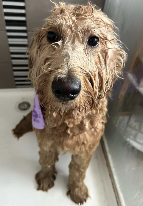 U Groom Easy Wash Bundle