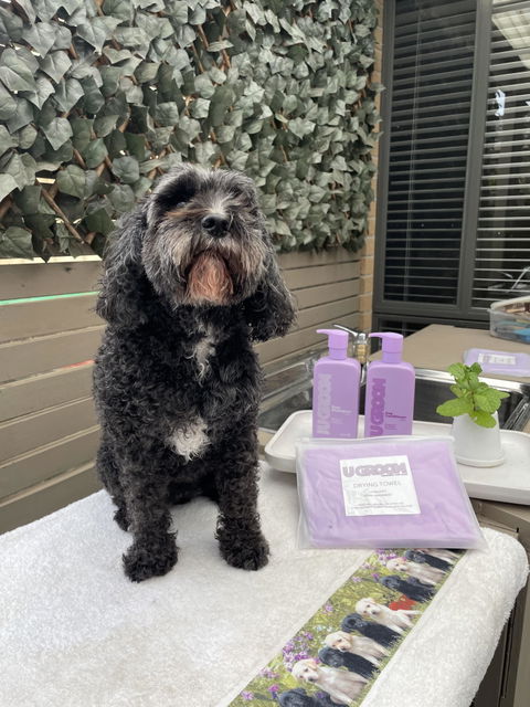 U Groom Easy Wash Bundle