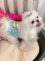 Lola review photo