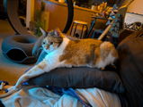 William review photo