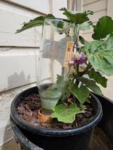 Edgar Condino review photo