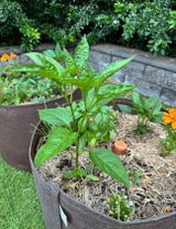Vivian from Kunah's Garden review photo
