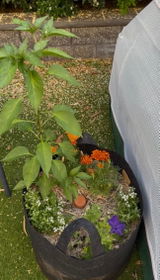 Vivian from Kunah's Garden review photo