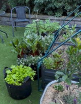 Vivian from Kunah's Garden review photo