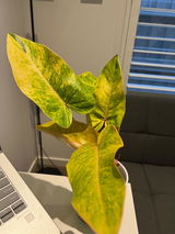 User picture