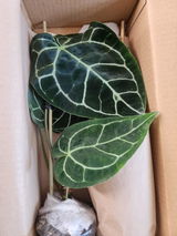 Zee L. review photo