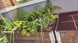 Susana C.R. review photo
