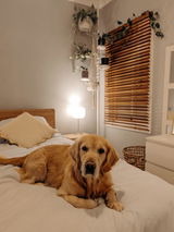 Abbey review photo