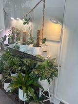 amber review photo