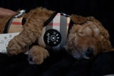 Cleo & Theo Cavoodles review photo