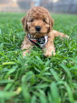 Cleo & Theo Cavoodles review photo