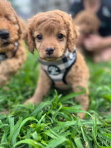 Cleo & Theo Cavoodles review photo