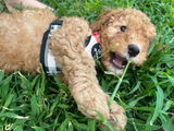 Cleo & Theo Cavoodles review photo