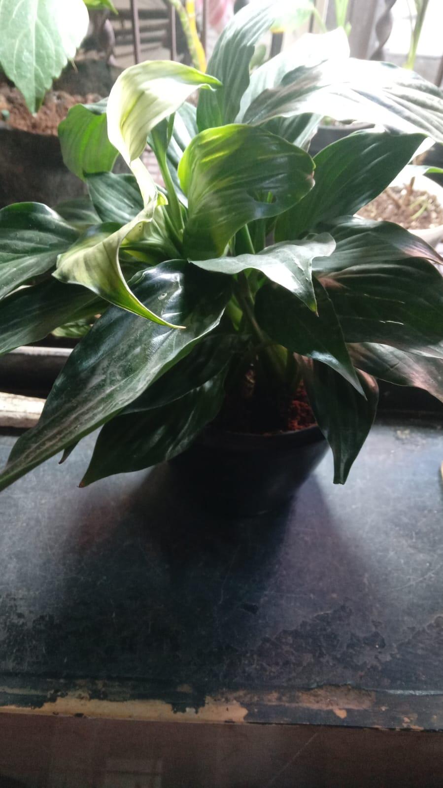 Shirlly review photo
