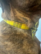 Sable & Link review photo