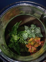 Winnifred review photo