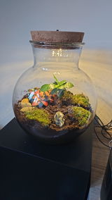 Sassi review photo
