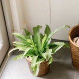 Althea H. review photo