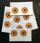 RLV review photo