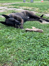 Sandy Van Craeyenest review photo