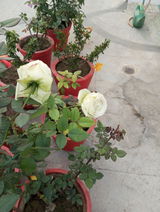 Dr Gupta review photo