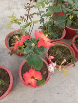 Dr Gupta review photo