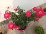 Dr Gupta review photo