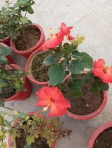 Dr Gupta review photo