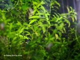 Aritra Sadhu review photo