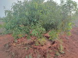 ARUN KUMAR review photo