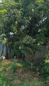SURESH S. KANAPET review photo