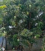 SURESH S. KANAPET review photo
