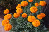 Swami Trayimayananda review photo