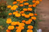 Swami Trayimayananda review photo