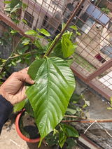 Usman gani review photo