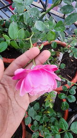 Usman gani review photo