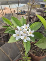 Santanu ghosh review photo