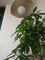 WengholmAnna review photo